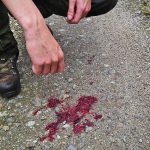 Lär hunden hitta skottplatsen. Den är inte alltid så lätt att finna som i detta fall. Foto: Malou Kjellsson