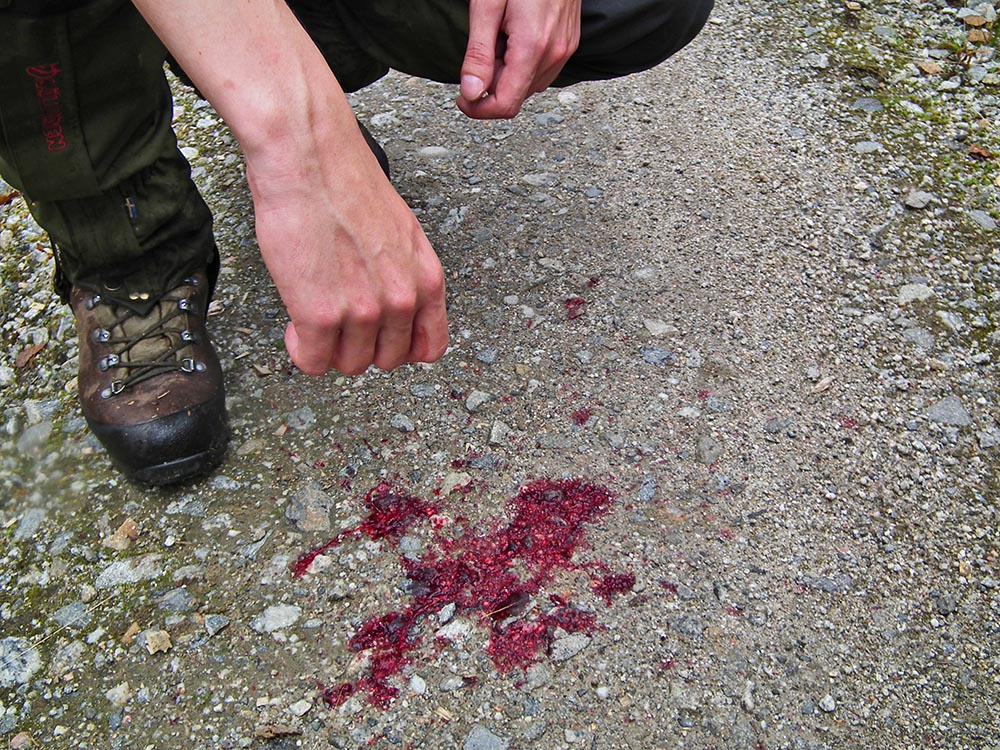 Lär hunden hitta skottplatsen. Den är inte alltid så lätt att finna som i detta fall. Foto: Malou Kjellsson