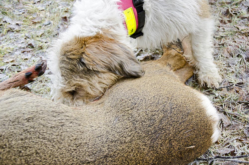 Missa aldrig chansen att träna hunden spåra på riktiga djur. Gå på spåret en bit innan skottplatsen och låt den spåra fram till det döda djuret. Foto: Malou Kjellson