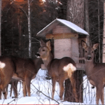 Foto: Hasse Ångman