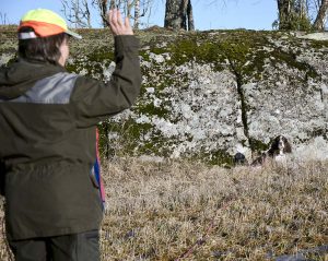 Det är bra att kunna sätta hunden under spårningen. Helst ska det göras tyst och fint, så att inte hela skogen hör. Foto: Malou Kjellsson