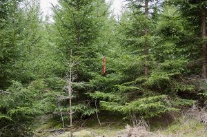 Var inte för bekväm när du lägger spår, du vet ju att viltet gärna går in i grantätningar. Foto: Malou Kjellsson