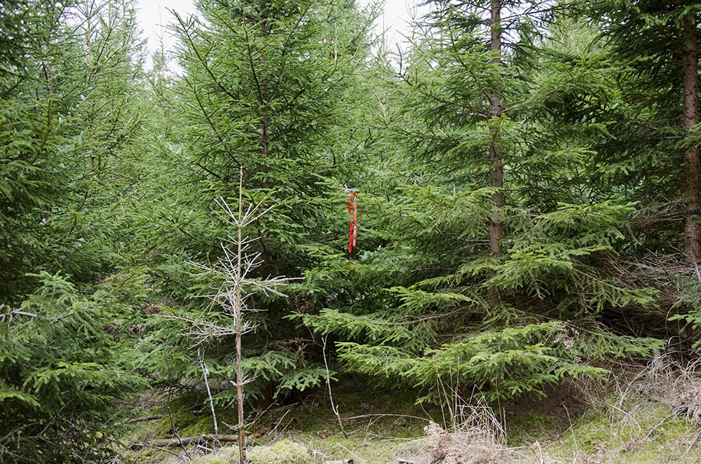 Var inte för bekväm när du lägger spår, du vet ju att viltet gärna går in i grantätningar. Foto: Malou Kjellsson