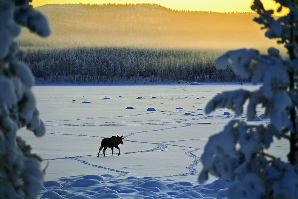Foto: Håkan Hjort