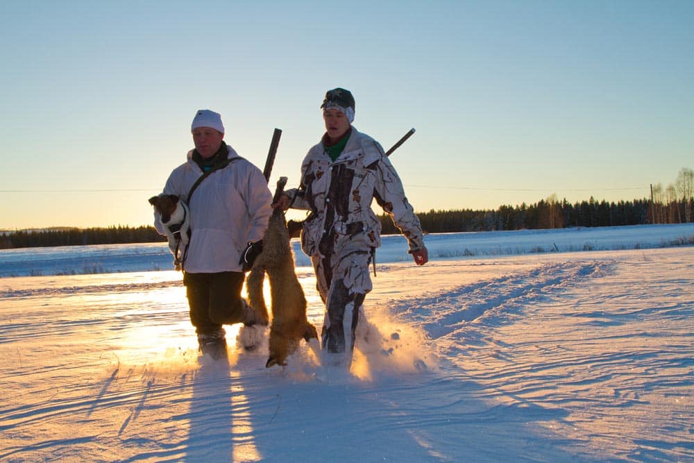 Rävjägarna Per Johansson och Fredrik Einars båda med hemadress Edsbyn och deras hundar schillerstövaren Lyeskogens Messi och foxterrierna Gästrikerävens Baileys och Atle var efter höstens rävjakter på barmark riktigt formtoppade. Foto: Reino Unosson