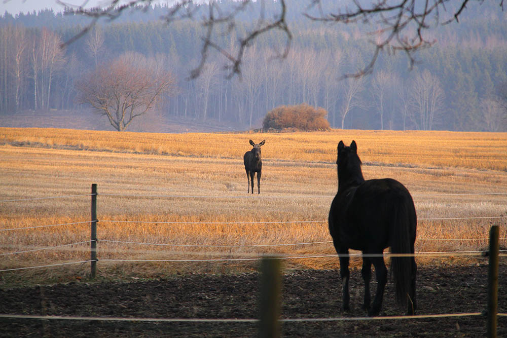I ungefär fem minuter stod älgen och hästen och spanade in varandra. Foto: Anders Ljungberg