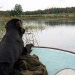 Lär hunden båtvett redan i valpstadiet. Foto: Olle Olsson