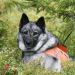 I gruppen med de friskaste hundarna ingår framför allt jakthundar, till exempel gråhund. Foto: Olle Olsson