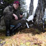 Jakten i Handölstrakten i Jämtland har under de senare 25 åren legat debattören Kurt Ericson varmt om hjärtat. Haren är skjuten för hans schillertik Slåtteråsens Tea (Stella). Foto: Privat