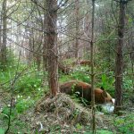 Någonstans på Gotland är en räv på väg till grytet med mat till hungriga ungar.