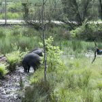 I Agusas träningshägn nivå 1 är de två galtarna nästan tama, och bryr sig lite om hunden. Att fullt ut träna en vildsvinshund i den här miljön är meningslöst. Här ska oerfarna hundar endast introduceras för vildsvin i någon minut, som i och för sig gör små markeringar men i övrigt tar den skällande hunden med ro. Foto: Jan Henricson