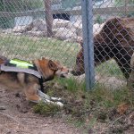 Östlaikan Björngapets Aska fick 45 poäng. Foto: Privat