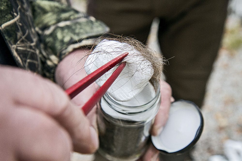 En norsk studie på spårning av GPS-märkt vilt visar att tränade eftersökshundar inte håller måttet. Forskarna förordar nu att spårhundarna tränas med så kallad ID-träning. Foto: Olle Olsson