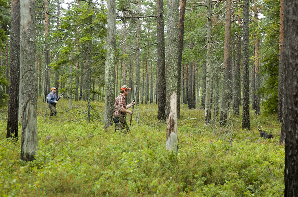 Skribenten är skarpt kritisk mot Bergvik Skogs agerande. Foto: Martin Källberg