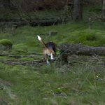 Människan har medvetet valt hundar med vita tecken eller vit färg för avel. Bland annat hos drivande hundar är till exempel en vit svanstipp mycket funktionellt. Hunden syns bättre! Foto: Marie Gadolin