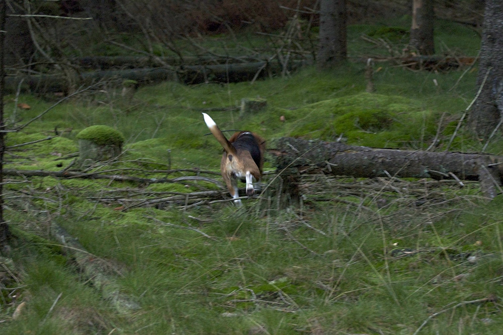 Människan har medvetet valt hundar med vita tecken eller vit färg för avel. Bland annat hos drivande hundar är till exempel en vit svanstipp mycket funktionellt. Hunden syns bättre! Foto: Marie Gadolin