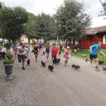 Taxrace och konditionsträning av förare och hund med gemensam start på den en kilometer långa banan. Segrade gjorde Jakob Söderström och Mariebergs Olle, som vann ett vandringspris skänkt av Södermanlands Taxklubb. Foto: Carl Söderberg