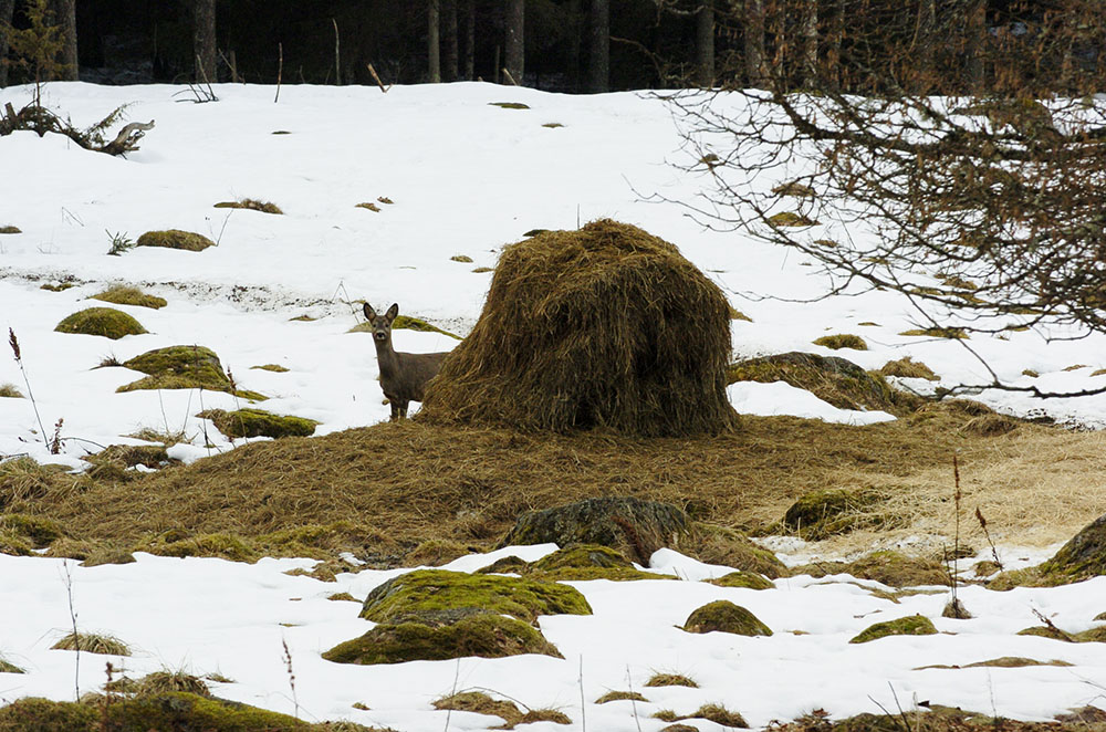 Om jaktlagsutredaren får som han vill är det i framtiden inte självklart att utfodra viltet för att förhindra svält. Foto: Jan Henricson