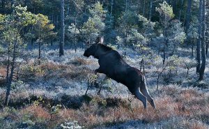 Foto: Roland Richardsson