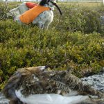 Insändarskribenten känner sig lurad på sin småviltjakt i fjällen av länsstyrelsen i Jämtland. Foto: Jan Henricson