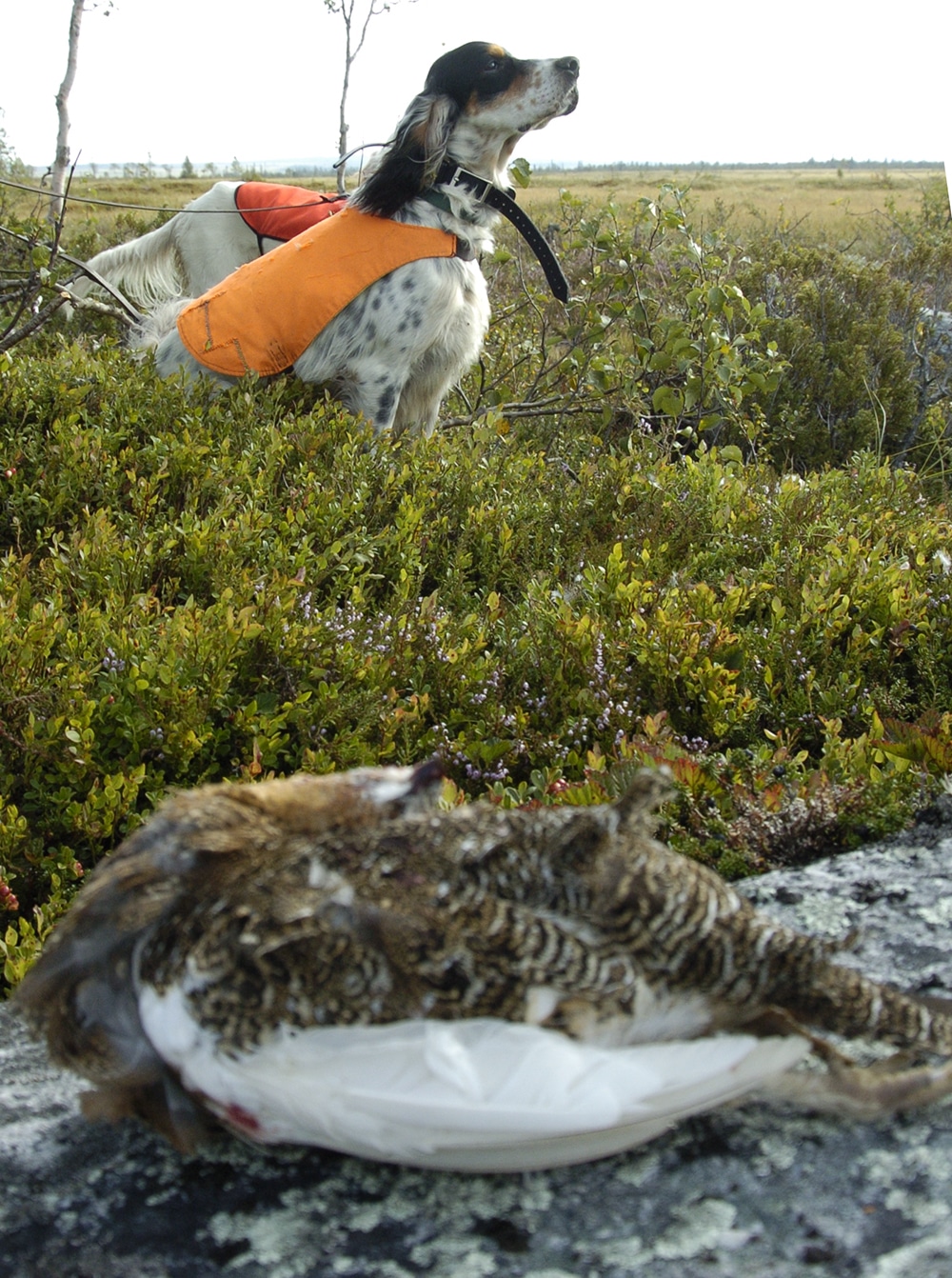 Insändarskribenten känner sig lurad på sin småviltjakt i fjällen av länsstyrelsen i Jämtland. Foto: Jan Henricson