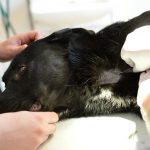 En hund som ska lämna blod måste kunna ligga still på sidan 5–10 minuter. Foto: Kristoffer Dreimanis