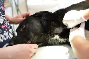 En hund som ska lämna blod måste kunna ligga still på sidan 5–10 minuter. Foto: Kristoffer Dreimanis