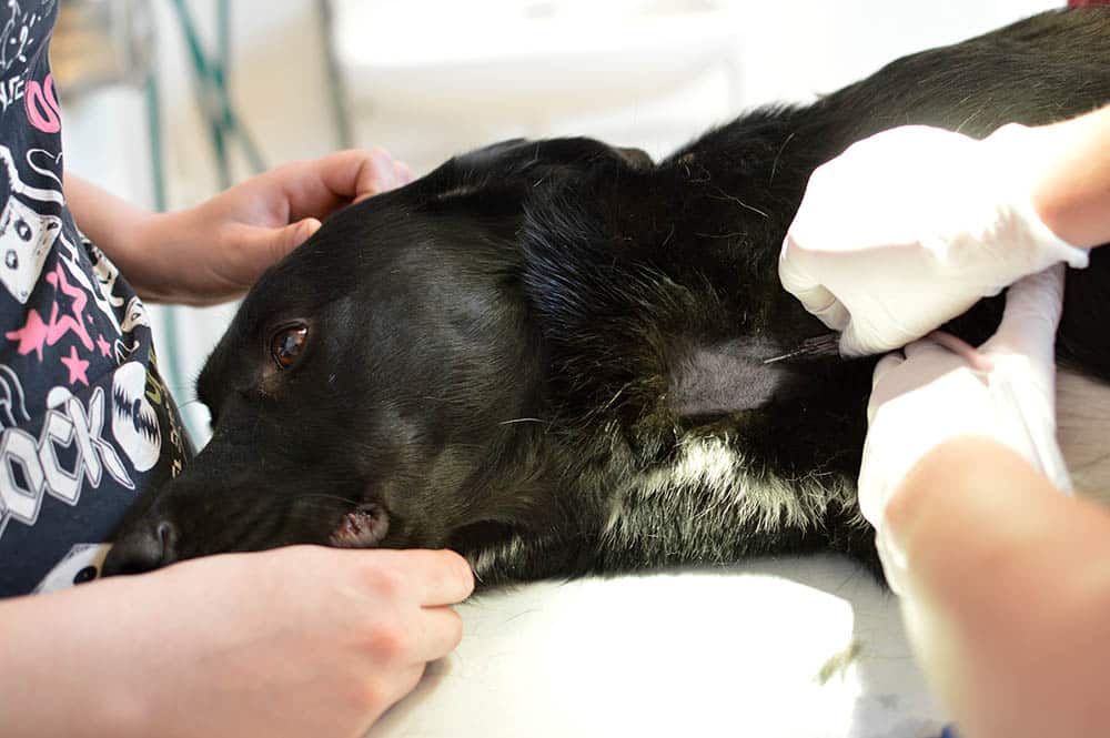 En hund som ska lämna blod måste kunna ligga still på sidan 5–10 minuter. Foto: Kristoffer Dreimanis