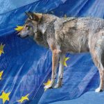 Nytt val, nya regeringar och ny EU-kommission att ta rygg på i rovdjursfrågan.