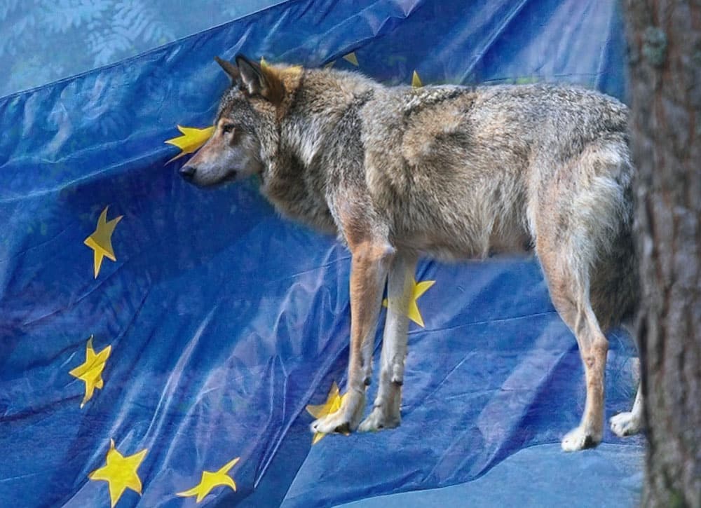 Nytt val, nya regeringar och ny EU-kommission att ta rygg på i rovdjursfrågan.