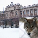 "Det parlamentariska läget är nu sådant att det inte utan vidare låter en miljöminister som vill stoppa vargjakten få sin vilja igenom."