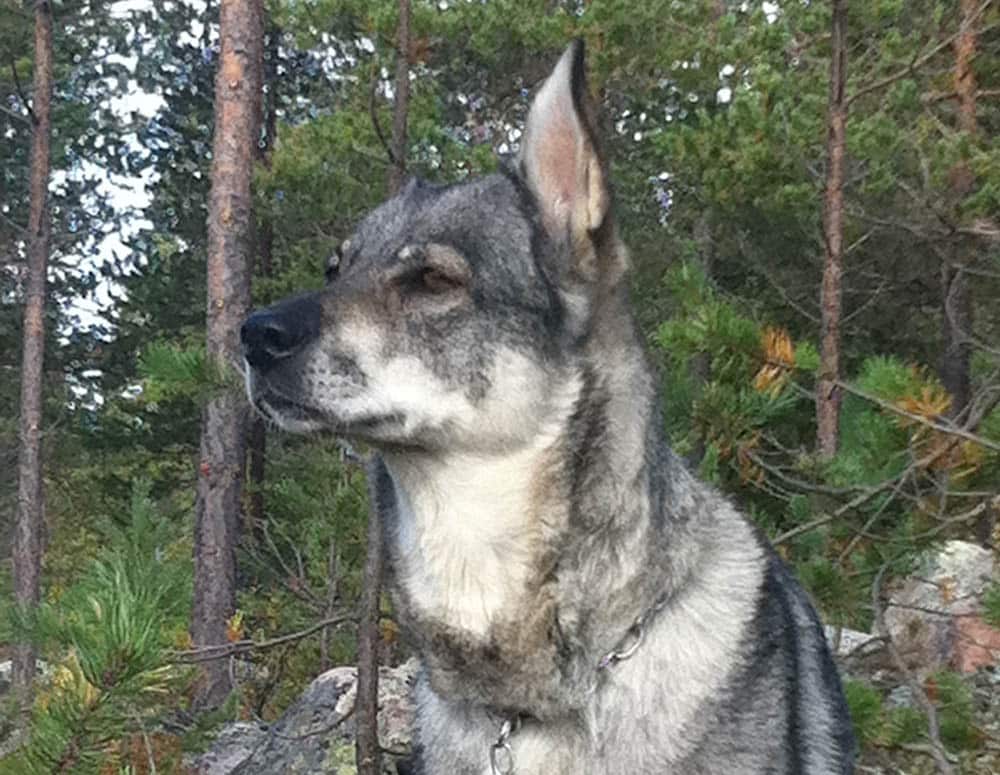 Det är känt att jämthundstikar har en förhöjd risk att utveckla diabetes efter löp. Foto: Lars-Henrik Andersson