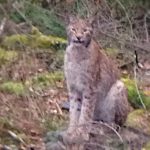Med en sådan här katt i markerna får jägaren delade känslor. Men en fantastisk naturupplevelse var det när lodjuret kom ut på hygget 80 meter bort. Foto: Jonas Fränne