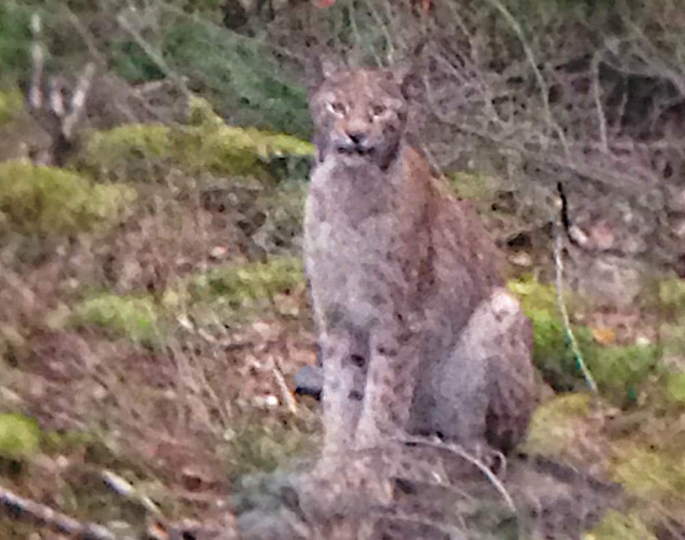Med en sådan här katt i markerna får jägaren delade känslor. Men en fantastisk naturupplevelse var det när lodjuret kom ut på hygget 80 meter bort. Foto: Jonas Fränne