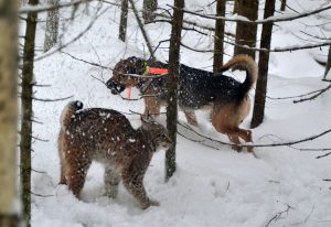 Foto: Daniel Birgersson