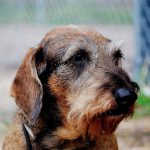 En älskad hund finns inte längre, men minnet av jaktkamraten är fyllt av glädje. Foto: Privat