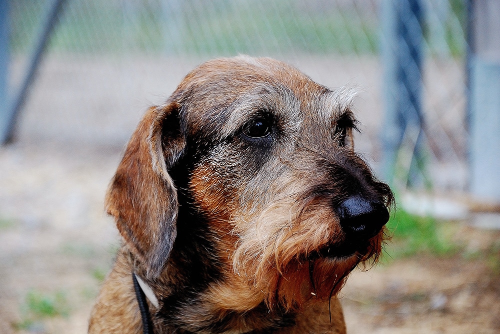 En älskad hund finns inte längre, men minnet av jaktkamraten är fyllt av glädje. Foto: Privat