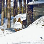 Högbrännageten var märkt med en röd plastbricka i vardera örat och ett gult sändarhalsband. Foto: Bernt Karlsson