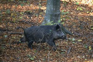Galten kommer travande snett nerför slänten. Foto: Sten Christoffersson