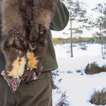 Ställ mårdfällan rätt så ökar chansen till fångst dramatiskt. Foto: Bernt Karlsson