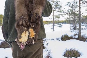 Ställ mårdfällan rätt så ökar chansen till fångst dramatiskt. Foto: Bernt Karlsson