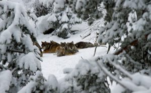Vargen är inte utrotningshotad. Den är ett hot mot landsbygden genom att den dödar tamboskap och hundar, anser debattören i det här inlägget. Foto: Olle Olsson