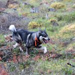 Jämthunden är inte bara Finlands populäraste älghund, den passerade under fjolåret även den finska stövaren i antal registreringar. Foto: Olle Olsson