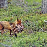 Den absolut vanligaste dödsorsaken bland nyfödda rådjurskid är att bli tagna av räv. Foto: Jesper Wahlberg