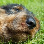 Ny forskning visar att det varken gör till eller från att ge en ormbiten hund kortison. Foto: Olle Olsson