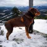 Smålandsstövaren Helax är första bruna smålandsstövaren som blivit jaktchampion. Ägaren heter Gunnar Andersson och bor i Älvdalen.