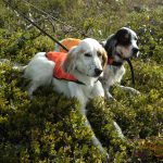 Härnäst ska avtalsförslaget behandlas av Fuglehundstingen i Norge. Foto: Jan Henricson