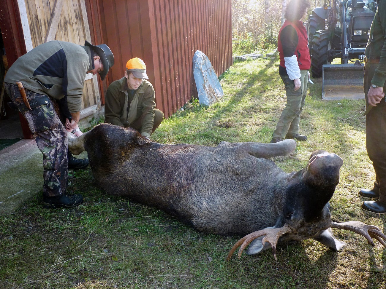 Albin Ligné ger i den här artikeln tips på hur du slaktar en älg. Foto: Lars-Henrik Andersson