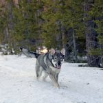 Att jaga med löshund i februari är inte förenligt med god jaktetik, skriver debattören. Foto: Lars-Henrik Andersson