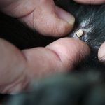 Många skador och tillbud kan förebyggas eller lindras genom visitering av hunden före och efter jakten. Upptäcks en skada snabbt så minskar också risken att den förvärras. Foto: Jan Henricson